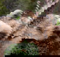 Melbourne Zoo General Entry Ticket