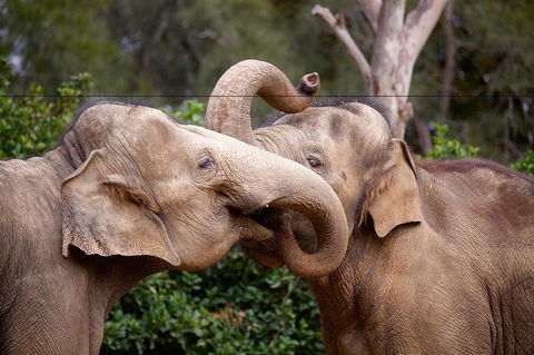 Melbourne Zoo General Entry Ticket - Accommodation Coffs Harbour 0