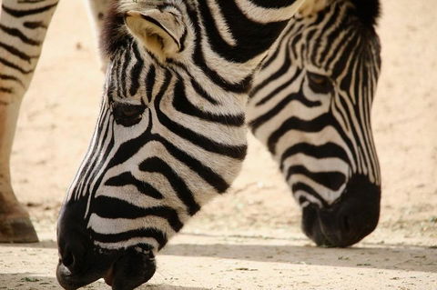 Melbourne Zoo General Entry Ticket - Accommodation Coffs Harbour 1