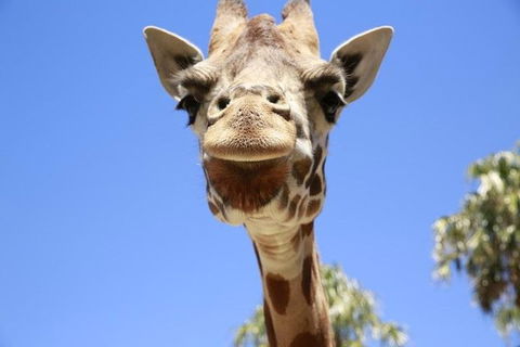 Melbourne Zoo General Entry Ticket - Accommodation Coffs Harbour 2