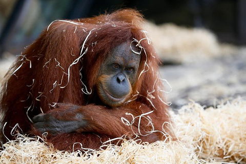 Melbourne Zoo General Entry Ticket - Accommodation Coffs Harbour 3