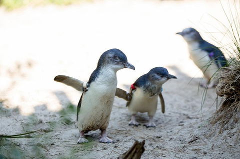 Melbourne Zoo General Entry Ticket - Accommodation Coffs Harbour 5