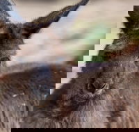 Australian Wildlife Tour at Melbourne Zoo Ticket