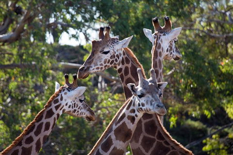 Werribee Open Range Zoo General Admission Ticket - Accommodation Coffs Harbour 0