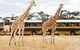 Werribee Open Range Zoo General Admission Ticket - thumb 2