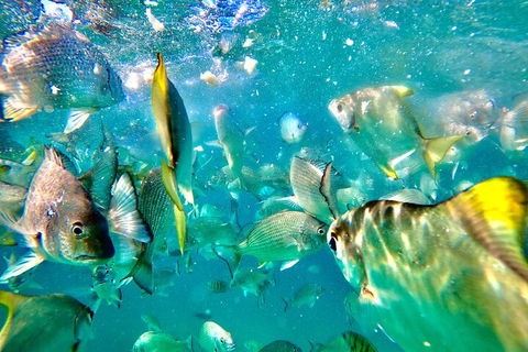 Moreton Island Day Trip (Kayak, Snorkel & Sandboard) Frm Brisbane Or Gold Coast - Accommodation Coffs Harbour 1