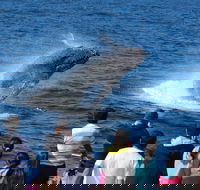 Tangalooma Island Resort Whale Watching Day Cruise