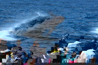Tangalooma Island Resort Whale Watching Day Cruise, Brisbane