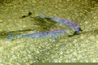 Tangalooma Island Resort Whale Watching Day Cruise with Dolphin Viewing, Brisbane