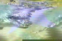 Tangalooma Island Resort Whale Watching Day Cruise with Dolphin Feeding, Brisbane