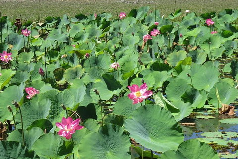 Darwin To Kakadu Day Trip By Air Including Yellow Water Cruise - Accommodation Coffs Harbour 2