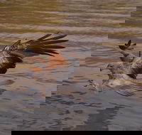 Litchfield and Jumping Crocodiles Full Day Trip from Darwin - Accommodation Coffs Harbour