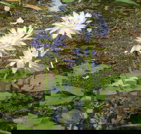 Yellow Water Cruise - Kakadu - Accommodation Coffs Harbour