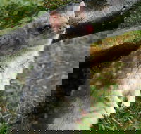 1-Hour Tasmanian Devil Feeding Day Tour at Cradle Mountain - Accommodation Coffs Harbour