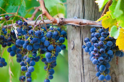 Yarra Valley, Dandenong Ranges Inc. Lunch With Wine,plus Morning Tea,chocolate - Accommodation Coffs Harbour 0
