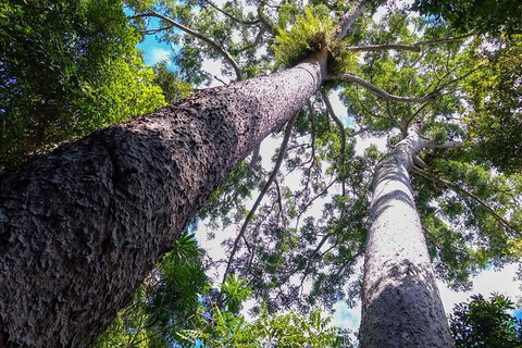 Paronella Park And Millaa Millaa Falls Full-day Tour From Cairns - Accommodation Coffs Harbour 1
