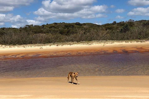 Pippies 3 Days 2 Nights Fraser Island Tour - Accommodation Coffs Harbour 2