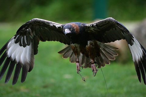 Yarra Valley Wildlife & Wine Day Tour From Melbourne With Healesville Sanctuary - Accommodation Coffs Harbour 1