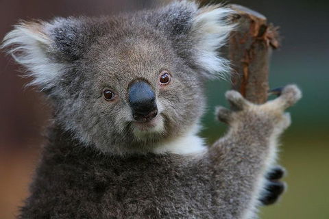 Yarra Valley Wildlife & Wine Day Tour From Melbourne With Healesville Sanctuary - Accommodation Coffs Harbour 2