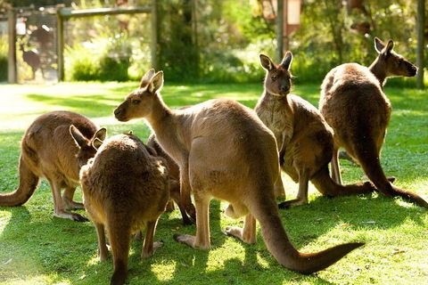 Yarra Valley Wildlife & Wine Day Tour From Melbourne With Healesville Sanctuary - Accommodation Coffs Harbour 4