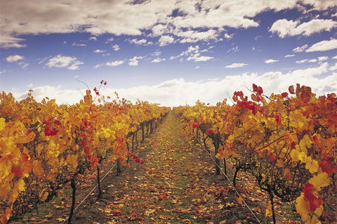 Yarra Valley Wildlife & Wine Day Tour From Melbourne With Healesville Sanctuary - Accommodation Coffs Harbour 5