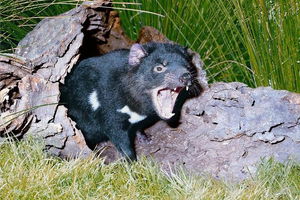 Private Blue Mountains Tour with Kangaroo and Koala Experience