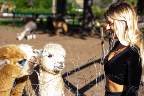 O'Reilly's & Lamington National Park Incl. Alpaca Farm + Vineyard - Accommodation Coffs Harbour 3