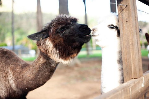 O'Reilly's & Lamington National Park Incl. Alpaca Farm + Vineyard - Accommodation Coffs Harbour 4