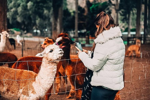 O'Reilly's & Lamington National Park Incl. Alpaca Farm + Vineyard - Accommodation Coffs Harbour 5