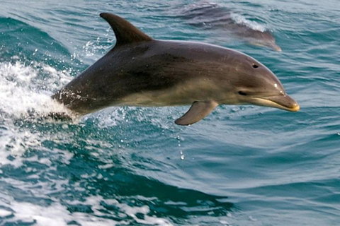 1.5HR Mudjimba Island Wildlife Safari - Accommodation Coffs Harbour 0