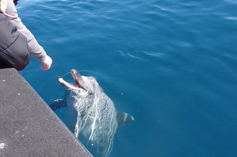 Noosa Wild Dolphin Safari - Accommodation Coffs Harbour 0