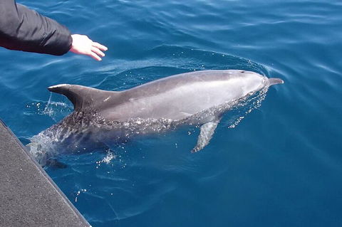 Noosa Wild Dolphin Safari - Accommodation Coffs Harbour 2