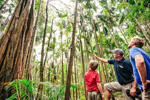 Natural Bridge & Springbrook Waterfalls Tour + Hot Air Balloon With Breakfast - Accommodation Coffs Harbour 5