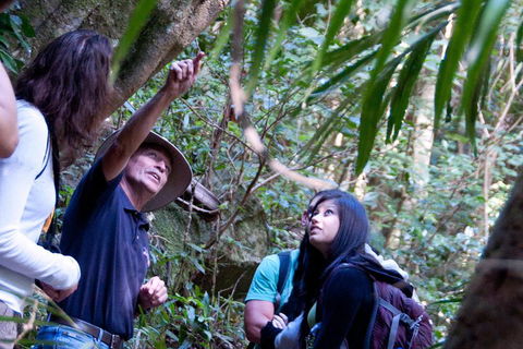 Natural Bridge & Springbrook Waterfalls Tour - Accommodation Coffs Harbour 4