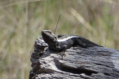 Inside The Greater Blue Mountains World Heritage - A Private Wildlife Safari Overnight - Accommodation Coffs Harbour 2