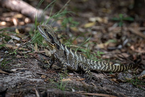 Cape Byron Aboriginal Tour - Accommodation Coffs Harbour 3
