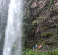 Springbrook National Park Discovery Full-Day Bushwalking Tour