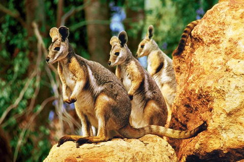 Sydney Harbour Hop On Hop Off Cruise With Taronga Zoo Entry - Accommodation Coffs Harbour 4
