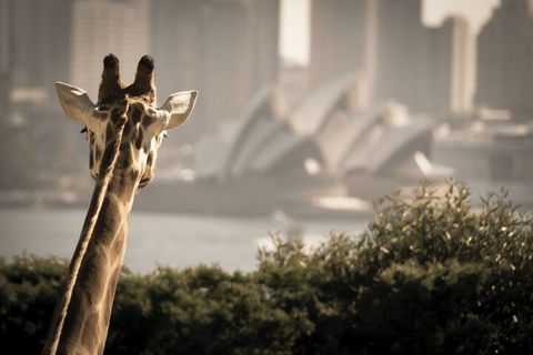 Sydney Harbour Hop On Hop Off Cruise With Taronga Zoo Entry - Accommodation Coffs Harbour 5