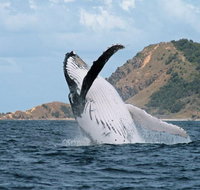 Byron Bay Whale Watching Cruise
