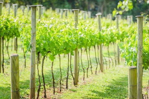 Deluxe Winery Tour To Tamborine Mountain, Includes Gourmet Two Course Lunch - Accommodation Coffs Harbour 5