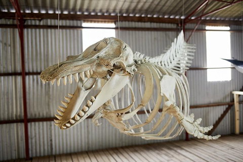 Albany's Whale Story - Accommodation Coffs Harbour 3