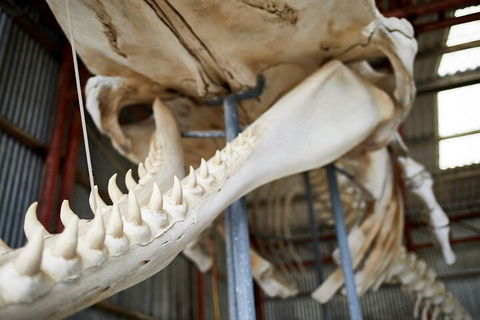 Albany's Whale Story - Accommodation Coffs Harbour 5