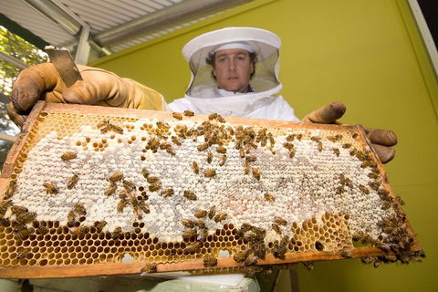 The Ginger Factory Play, Taste & Discover Bundle Admission Ticket - Accommodation Coffs Harbour 2