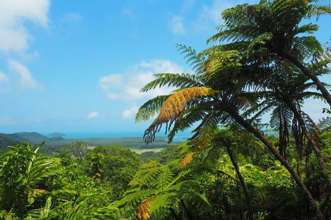 Cape Tribulation, Daintree Rainforest And Wildlife Tour - Accommodation Coffs Harbour 3