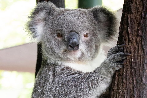 Wildlife Habitat Port Douglas - Accommodation Coffs Harbour 1