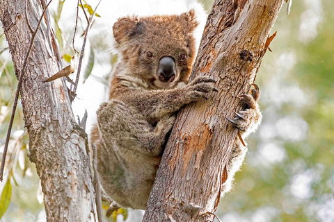 Wild Australian Wildlife 4WD Tour From Sydney - Accommodation Coffs Harbour 1