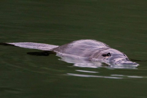 Wild Australian Wildlife 4WD Tour From Sydney - Accommodation Coffs Harbour 2