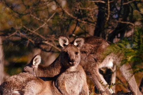 Wild Australian Wildlife 4WD Tour From Sydney - Accommodation Coffs Harbour 3
