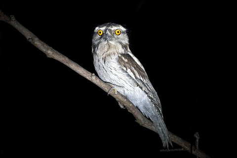Wild Australian Wildlife 4WD Tour From Sydney - Accommodation Coffs Harbour 4